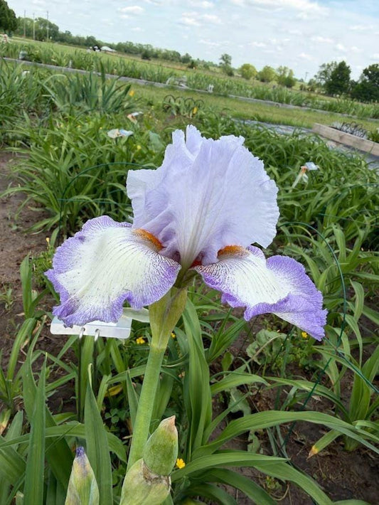 Bearded Iris – White & Soft Lavender Ruffled Bloom "Acoma"