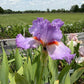 Lavender & White Bearded Iris – 1 Live Fan | Ruffled Pastel Bloom