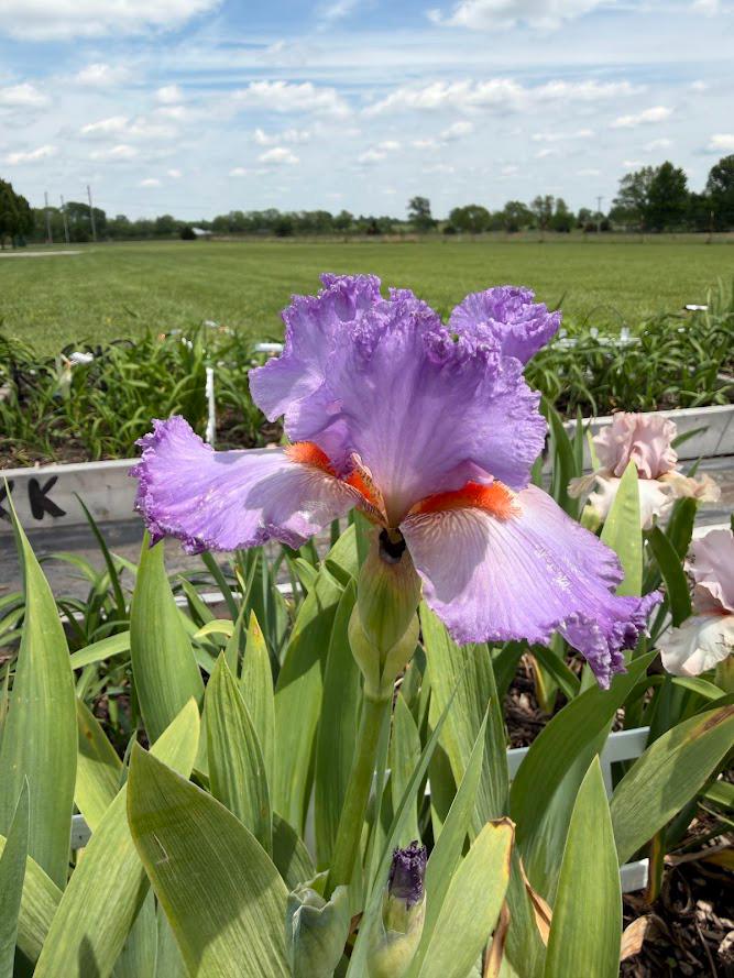 Lavender & White Bearded Iris – 1 Live Fan | Ruffled Pastel Bloom