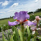 Lavender & White Bearded Iris – 1 Live Fan | Ruffled Pastel Bloom