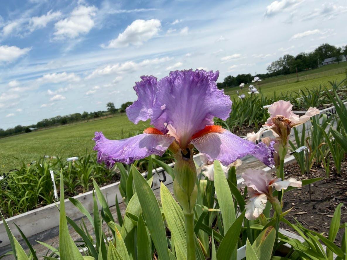 Lavender & White Bearded Iris – 1 Live Fan | Ruffled Pastel Bloom