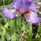 Lavender & White Bearded Iris – 1 Live Fan | Ruffled Pastel Bloom
