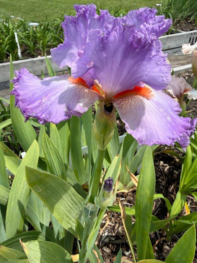 Lavender & White Bearded Iris – 1 Live Fan | Ruffled Pastel Bloom