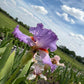 Lavender & White Bearded Iris – 1 Live Fan | Ruffled Pastel Bloom