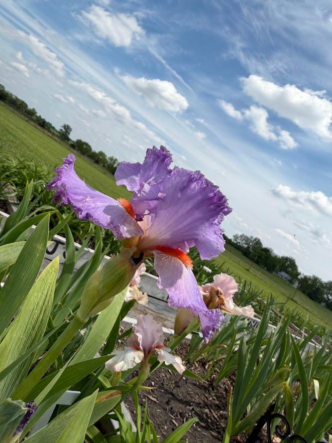 Lavender & White Bearded Iris – 1 Live Fan | Ruffled Pastel Bloom