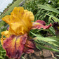 Golden Amber & Burgundy Bearded Iris – 1 Live Fan