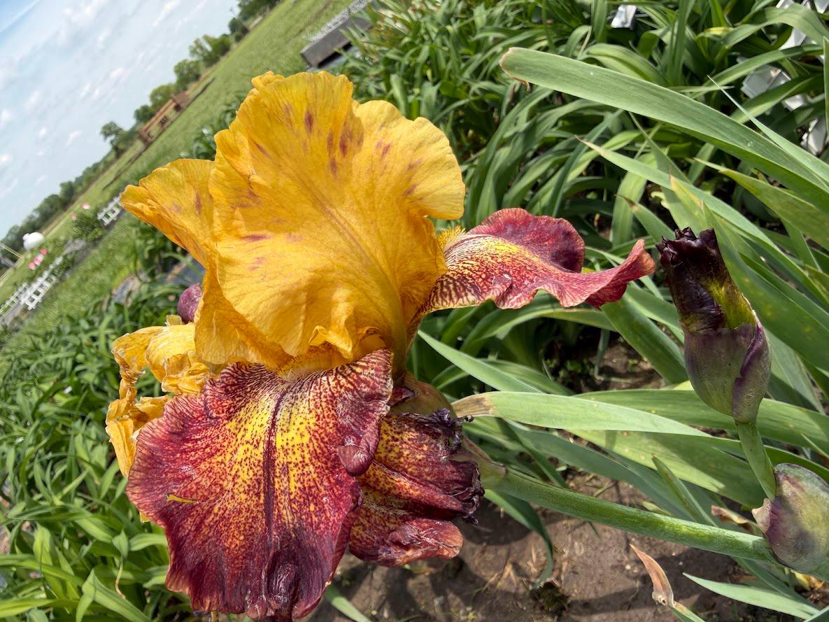 Golden Amber & Burgundy Bearded Iris – 1 Live Fan