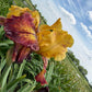 Golden Amber & Burgundy Bearded Iris – 1 Live Fan