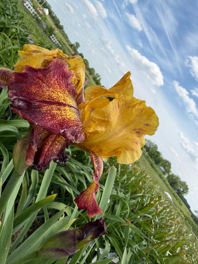 Golden Amber & Burgundy Bearded Iris – 1 Live Fan