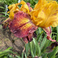 Golden Amber & Burgundy Bearded Iris – 1 Live Fan
