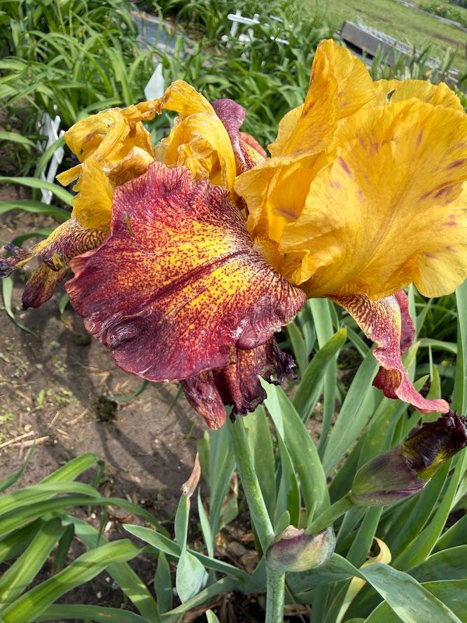 Golden Amber & Burgundy Bearded Iris – 1 Live Fan