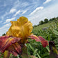 Golden Amber & Burgundy Bearded Iris – 1 Live Fan