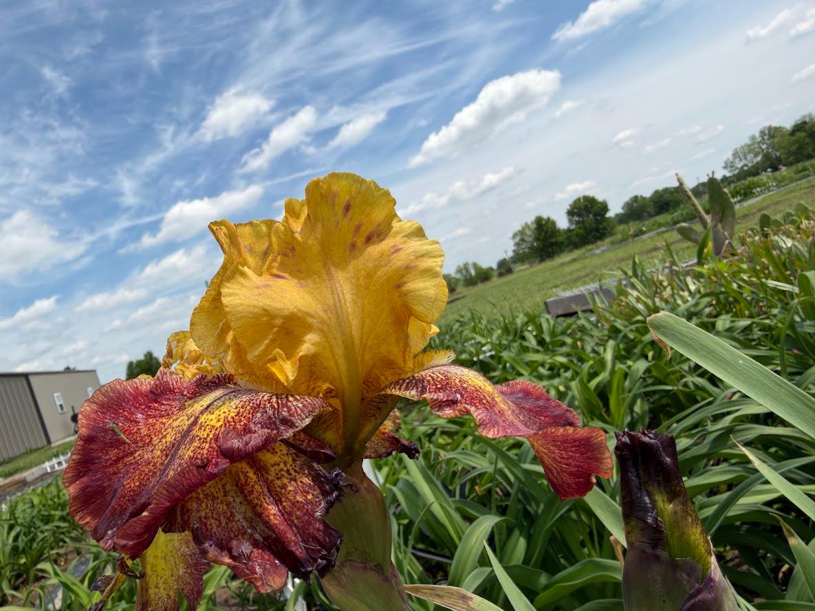 Golden Amber & Burgundy Bearded Iris – 1 Live Fan