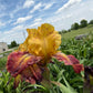 Golden Amber & Burgundy Bearded Iris – 1 Live Fan