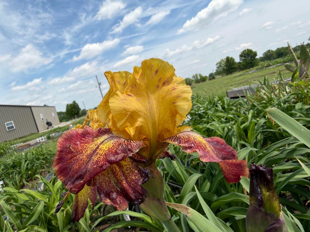 Golden Amber & Burgundy Bearded Iris – 1 Live Fan
