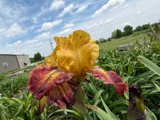 Golden Amber & Burgundy Bearded Iris – 1 Live Fan