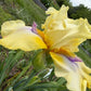 Butter Yellow & Lavender Bearded Iris – 1 Live Fan | Ruffled Golden Bloom