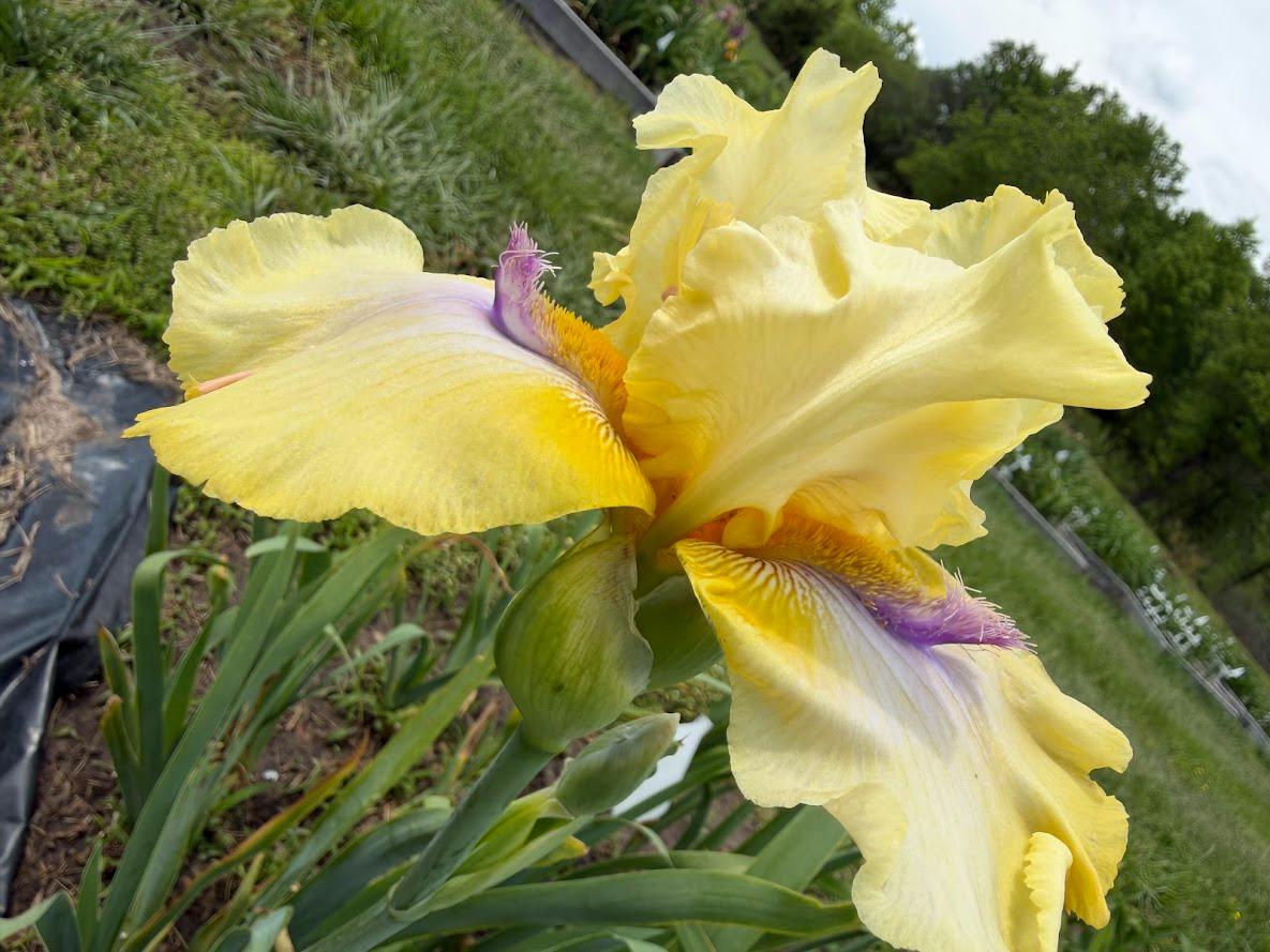 Butter Yellow & Lavender Bearded Iris – 1 Live Fan | Ruffled Golden Bloom