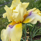 Butter Yellow & Lavender Bearded Iris – 1 Live Fan | Ruffled Golden Bloom