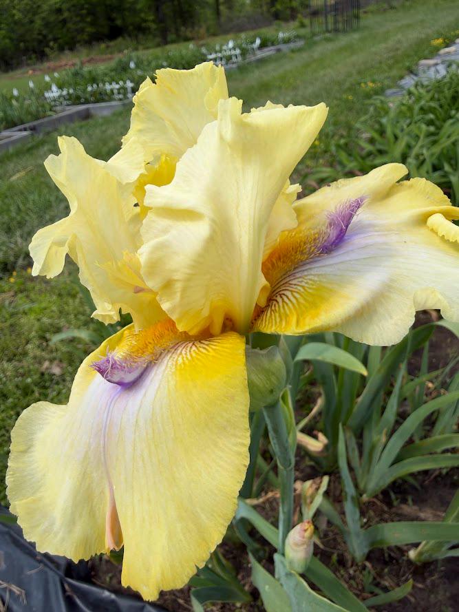 Butter Yellow & Lavender Bearded Iris – 1 Live Fan | Ruffled Golden Bloom