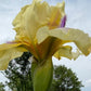 Butter Yellow & Lavender Bearded Iris – 1 Live Fan | Ruffled Golden Bloom