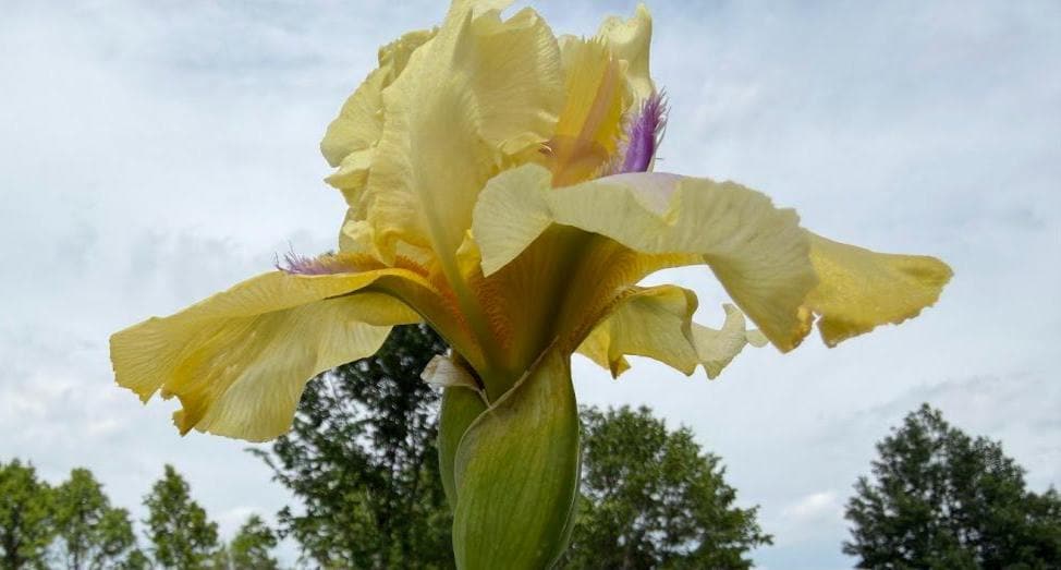 Butter Yellow & Lavender Bearded Iris – 1 Live Fan | Ruffled Golden Bloom