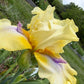 Butter Yellow & Lavender Bearded Iris – 1 Live Fan | Ruffled Golden Bloom