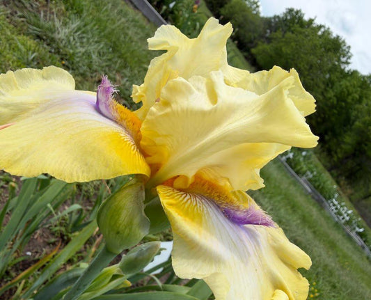 Butter Yellow & Lavender Bearded Iris – 1 Live Fan | Ruffled Golden Bloom