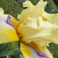 Butter Yellow & Lavender Bearded Iris – 1 Live Fan | Ruffled Golden Bloom