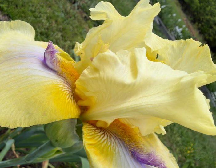 Butter Yellow & Lavender Bearded Iris – 1 Live Fan | Ruffled Golden Bloom