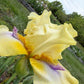 Butter Yellow & Lavender Bearded Iris – 1 Live Fan | Ruffled Golden Bloom