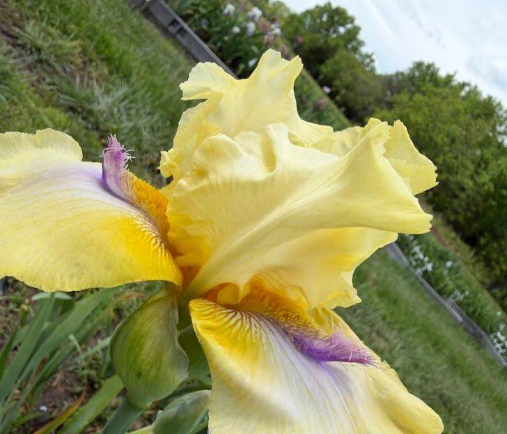 Butter Yellow & Lavender Bearded Iris – 1 Live Fan | Ruffled Golden Bloom