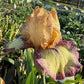 Bearded Iris Live Plant – 1 Fan | Golden Apricot & Burgundy Edge