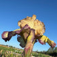 Bearded Iris Live Plant – 1 Fan | Golden Apricot & Burgundy Edge
