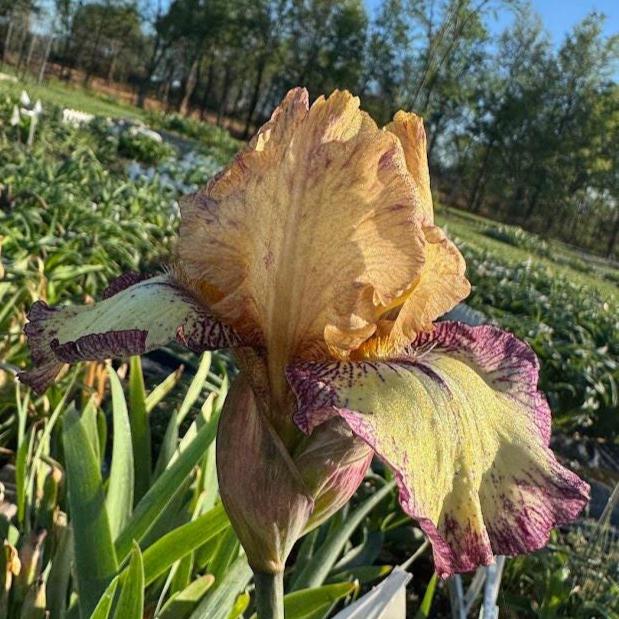 Bearded Iris Live Plant – 1 Fan | Golden Apricot & Burgundy Edge