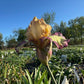 Bearded Iris Live Plant – 1 Fan | Golden Apricot & Burgundy Edge