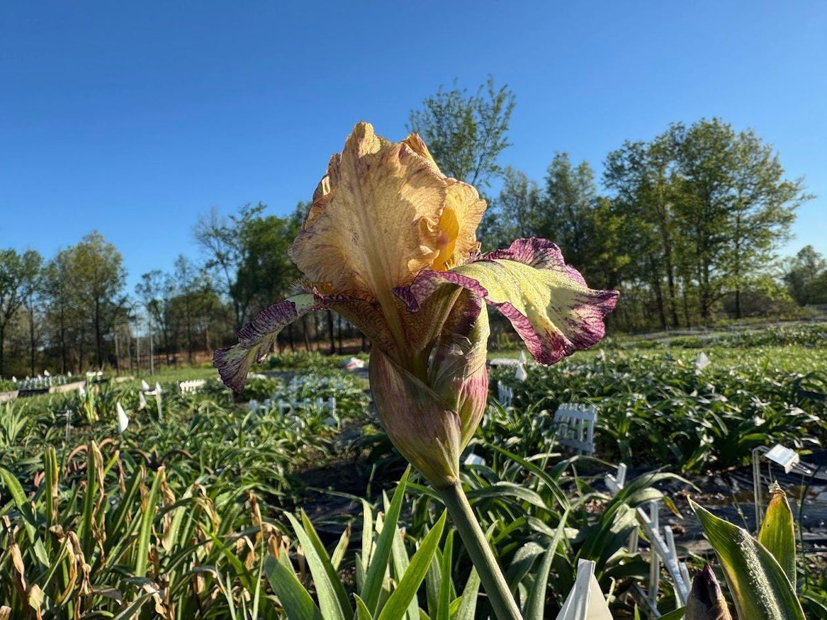 Bearded Iris Live Plant – 1 Fan | Golden Apricot & Burgundy Edge