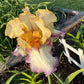 Bearded Iris Live Plant – 1 Fan | Golden Apricot & Cream with Burgundy Lace