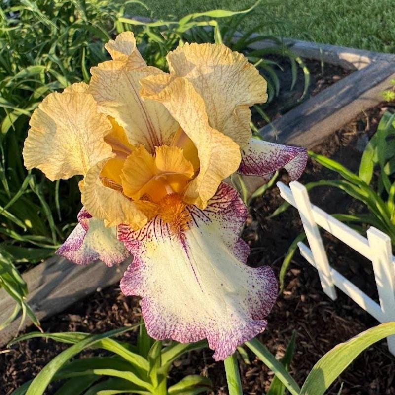 Bearded Iris Live Plant – 1 Fan | Golden Apricot & Cream with Burgundy Lace