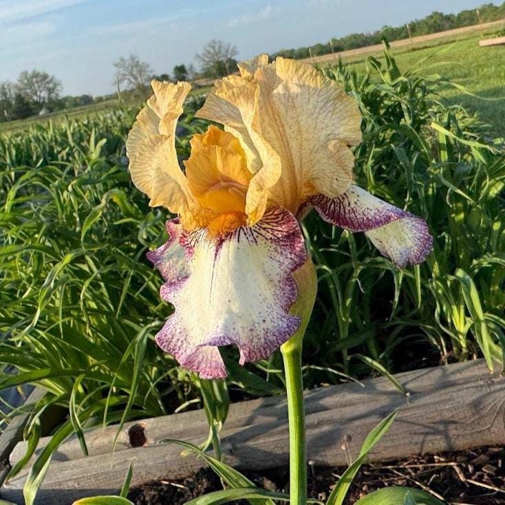 Bearded Iris Live Plant – 1 Fan | Golden Apricot & Cream with Burgundy Lace