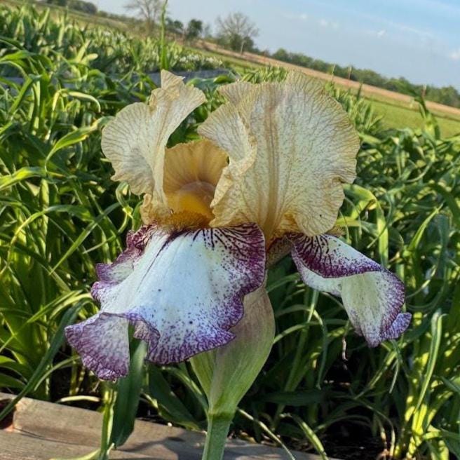 Bearded Iris Live Plant – 1 Fan | Golden Apricot & Cream with Burgundy Lace