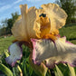 Bearded Iris Live Plant – 1 Fan | Golden Apricot & Cream with Burgundy Lace