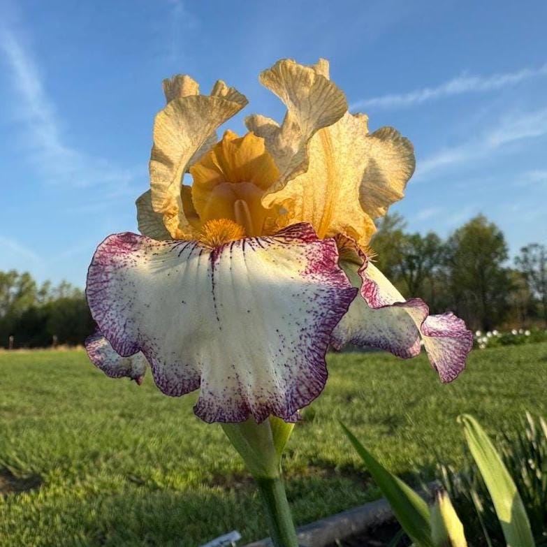 Bearded Iris Live Plant – 1 Fan | Golden Apricot & Cream with Burgundy Lace