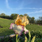Bearded Iris Live Plant – 1 Fan | Golden Apricot & Cream with Burgundy Lace