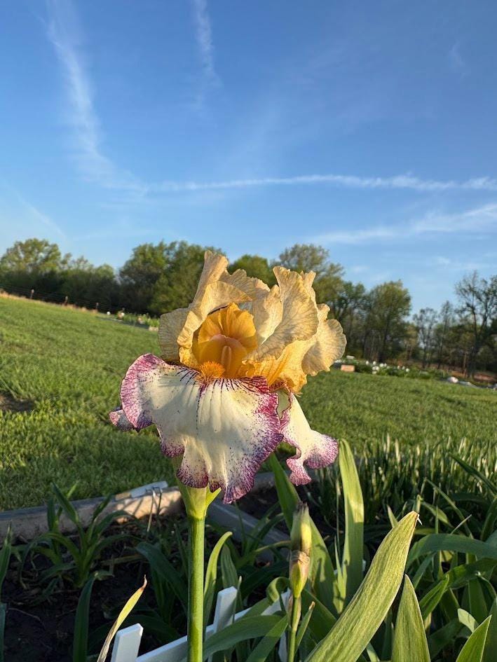 Bearded Iris Live Plant – 1 Fan | Golden Apricot & Cream with Burgundy Lace