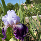 Lavender & Royal Purple Bearded Iris – 1 Live Fan | Ruffled Bicolor Bloom