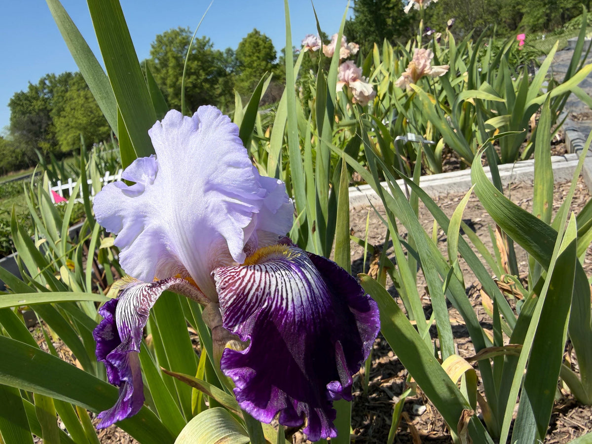Lavender & Royal Purple Bearded Iris – 1 Live Fan | Ruffled Bicolor Bloom