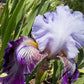 Lavender & Royal Purple Bearded Iris – 1 Live Fan | Ruffled Bicolor Bloom
