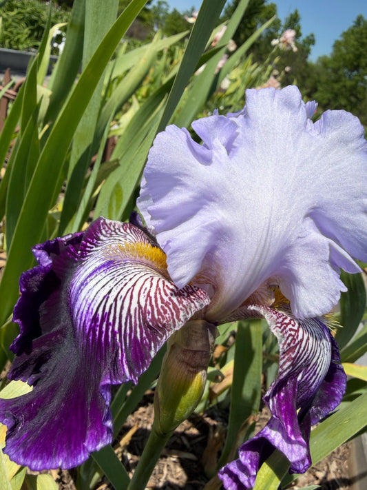 Lavender & Royal Purple Bearded Iris – 1 Live Fan | Ruffled Bicolor Bloom