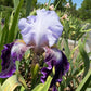 Lavender & Royal Purple Bearded Iris – 1 Live Fan | Ruffled Bicolor Bloom